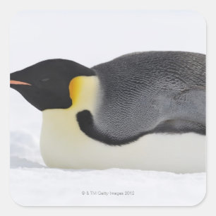 Kaiser-Pinguin, Schnee-Hügel-Insel, Weddell Meer, Quadratischer Aufkleber