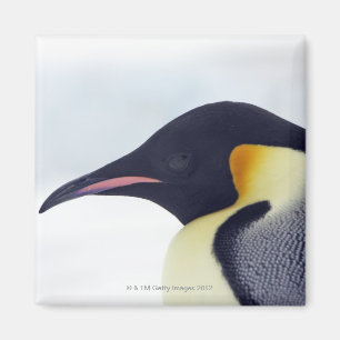 Kaiser-Pinguin, Schneehügelinsel, Weddel Meer Magnet