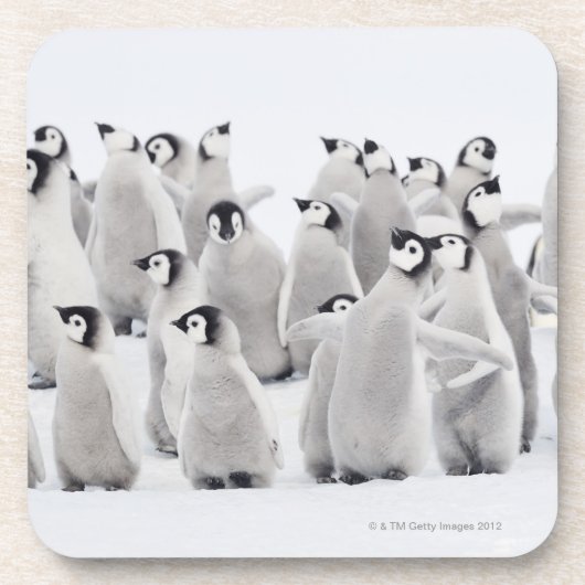 Kaiser-Pinguin Untersetzer (Vorderseite)