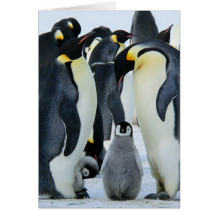 Kaiser-Pinguine