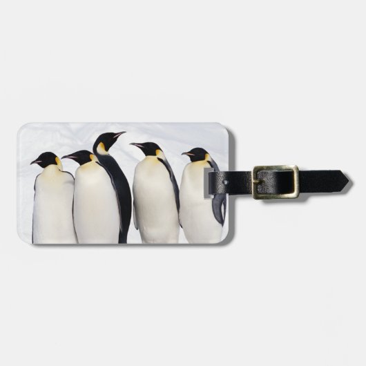 Kaiser-Pinguine Gepäckanhänger (Vorderseite horizontal)