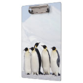 Kaiser-Pinguine Klemmbrett (Links)