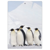 Kaiser-Pinguine Klemmbrett (Rückseite)