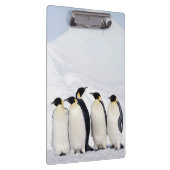 Kaiser-Pinguine Klemmbrett (Rechts)
