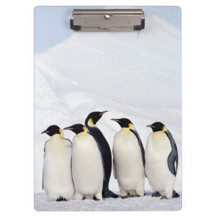 Kaiser-Pinguine Klemmbrett