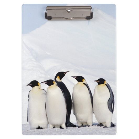 Kaiser-Pinguine Klemmbrett (Vorderseite)