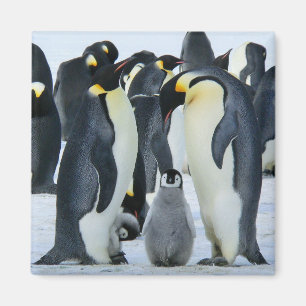 Kaiser-Pinguine Magnet