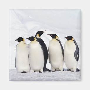 Kaiser-Pinguine Magnet
