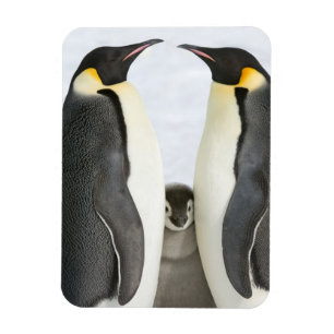 Kaiser-Pinguine mit Küken - Magnet