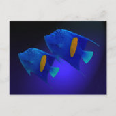 Kaiserfischparamel Postkarte (Vorderseite)