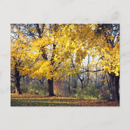 Kaisergranat Postkarte (Vorderseite)