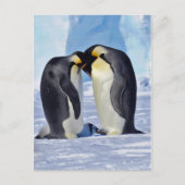 Kaiserin Penguin Postkarte (Vorderseite)