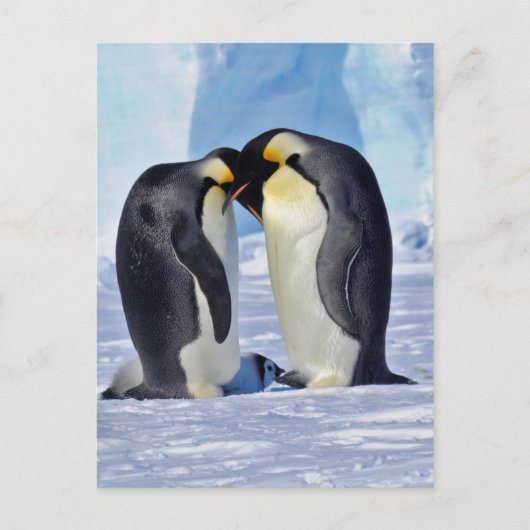 Kaiserin Penguin Postkarte (Vorderseite)