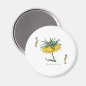 Kaiserkrone Fritillaria imperialis Magnet (Vorderseite/Rückseite)