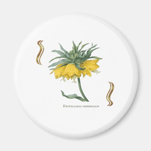 Kaiserkrone Fritillaria imperialis Magnet (Vorne)