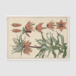 Kaiserliche Blume, Eugene Grasset Botany Seidenpapier