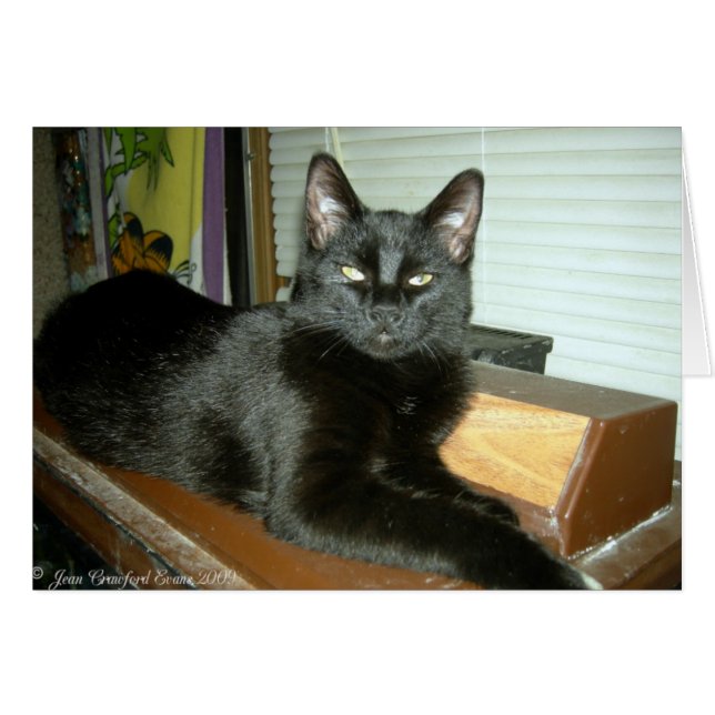 Kaiserliche Kitty (Vorderseite (Horizontal))