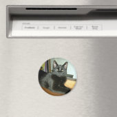 Kaiserliche Kitty Magnet (In Situ (Geschirrspüler))