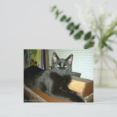 Kaiserliche Kitty Postkarte (Stehend Vorderseite)