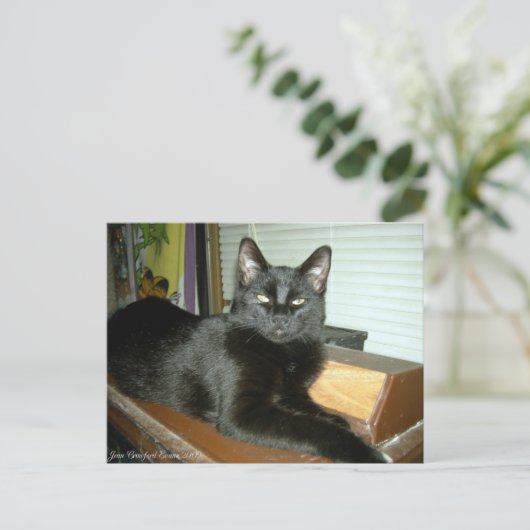 Kaiserliche Kitty Postkarte (Stehend Vorderseite)