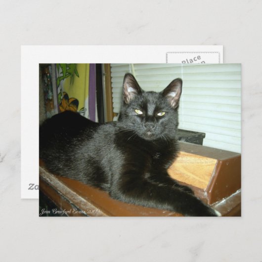 Kaiserliche Kitty Postkarte (Vorne/Hinten)