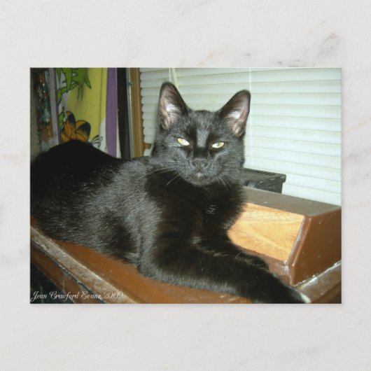 Kaiserliche Kitty Postkarte (Vorderseite)