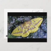 Kaiserliche Moth Postkarte. Postkarte (Vorne/Hinten)