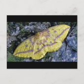 Kaiserliche Moth Postkarte. Postkarte (Vorderseite)