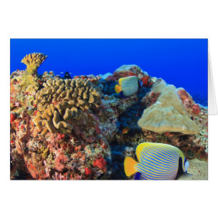Kaiserlicher Engelfisch Pygoplites diacanthus),
