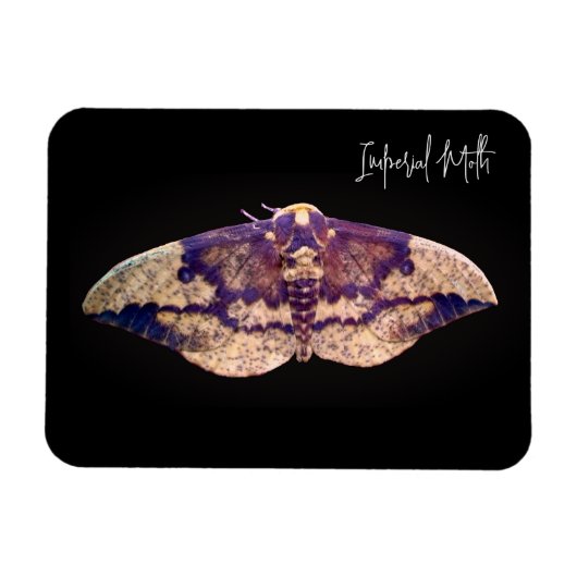 Kaisermond Magnet (Horizontal)