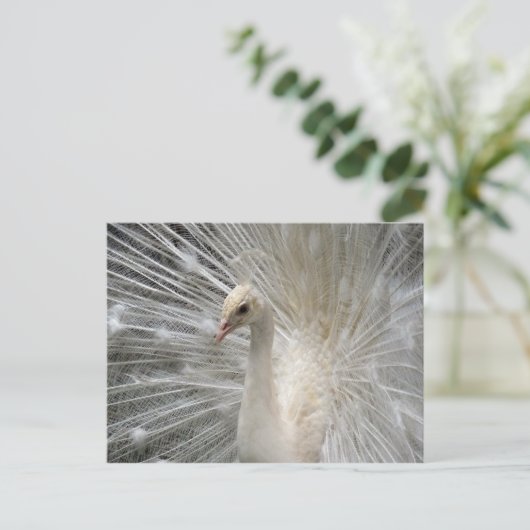 Kaiserpfau Postkarte (Stehend Vorderseite)