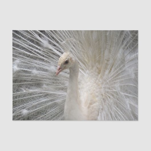 Kaiserpfau Seidenpapier (Vorderseite)