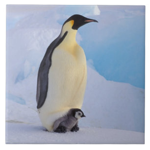 Kaiserpinguin Aptenodytes Fliese