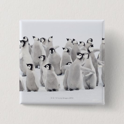 Kaiserpinguin (Aptenodytes forsteri), Gruppe Button (Vorderseite)