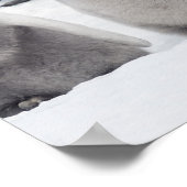 Kaiserpinguin (Aptenodytes forsteri), Gruppe Poster (Ecke)