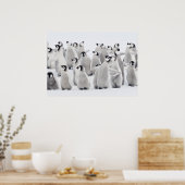 Kaiserpinguin (Aptenodytes forsteri), Gruppe Poster (Küche)