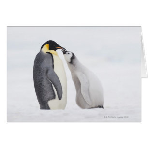 Kaiserpinguin (Aptenodytes forsteri), Küken