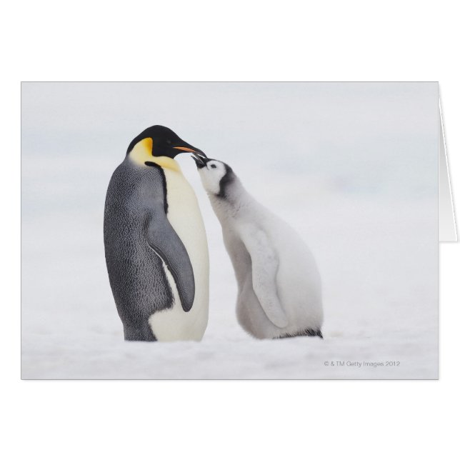 Kaiserpinguin (Aptenodytes forsteri), Küken (Vorderseite (Horizontal))