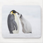 Kaiserpinguin (Aptenodytes forsteri), Küken Mousepad (Vorne)
