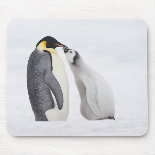 Kaiserpinguin (Aptenodytes forsteri), Küken Mousepad (Vorne)