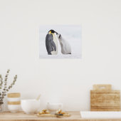 Kaiserpinguin (Aptenodytes forsteri), Küken Poster (Küche)