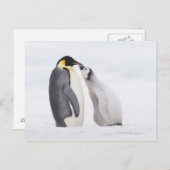 Kaiserpinguin (Aptenodytes forsteri), Küken Postkarte (Vorne/Hinten)