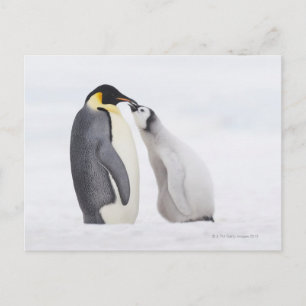 Kaiserpinguin (Aptenodytes forsteri), Küken Postkarte