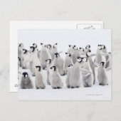 Kaiserpinguin (Aptenodytes forsteri) Postkarte (Vorne/Hinten)