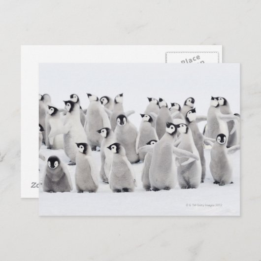 Kaiserpinguin (Aptenodytes forsteri) Postkarte (Vorne/Hinten)