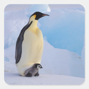 Kaiserpinguin   Aptenodytes Quadratischer Aufkleber