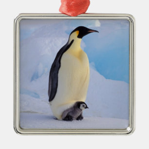 Kaiserpinguin   Aptenodytes Silbernes Ornament