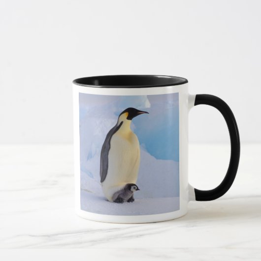 Kaiserpinguin | Aptenodytes Tasse (Rechts)