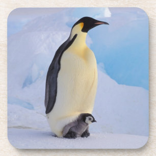 Kaiserpinguin Aptenodytes Untersetzer
