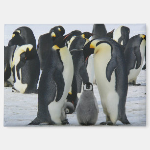 Kaiserpinguin-Familie Magnet